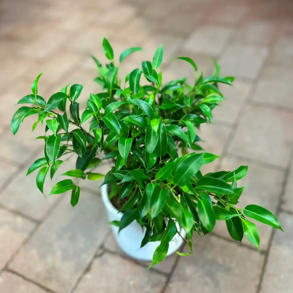 Bensoe-viigipuu 'Natasja' P12/30cm