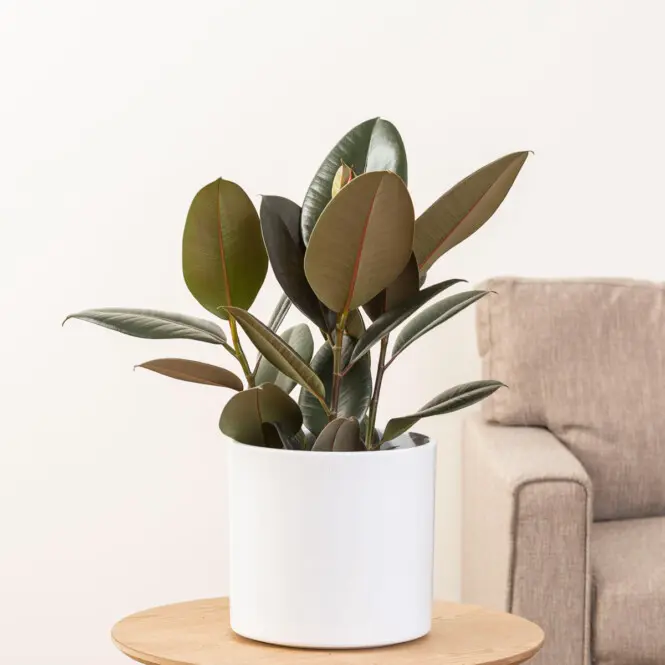 Viigipuu 'Robusta' P17/55cm