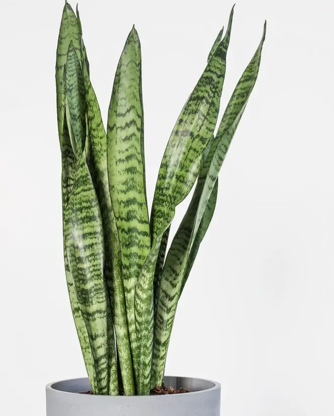 Havisaba 'Laurentii' P14/50cm