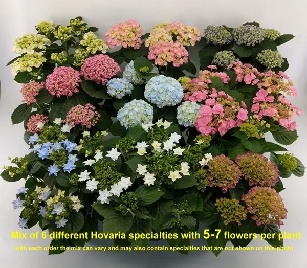 Suurelehine hortensia valik P14/35cm