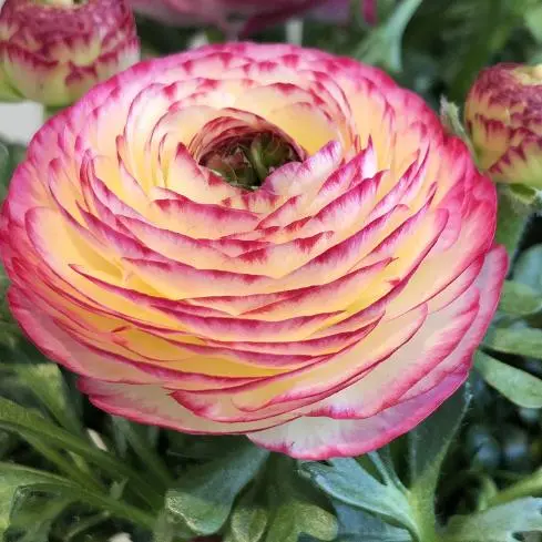 Tulikas ´Ranunculus´ P12cm valik