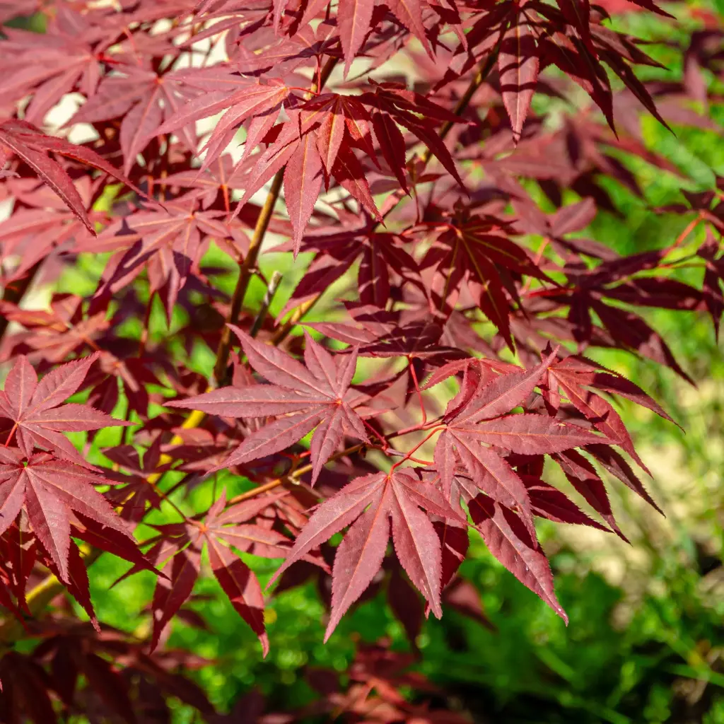 Kämmalvaher 'Atropurpureum' C10/60-80cm