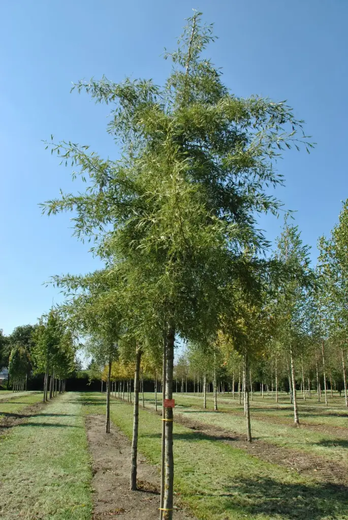 Sanglepp 'Imperialis' tüvi C5/80cm