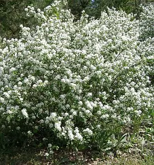 Toompihlakas 'Prince William' C4,6/50-60cm