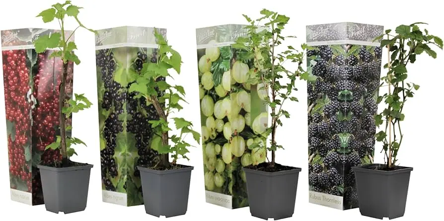 Marjapõõsad ÖKO valik C3/40-60cm