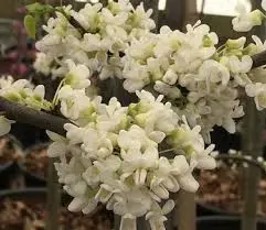 Kanada juudapuu 'Vanilla Twist' 
C15/150-175cm