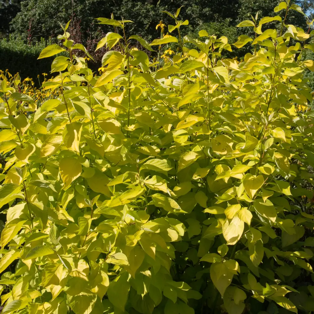 Siberi kontpuu 'Aurea' C4,6/50-60cm