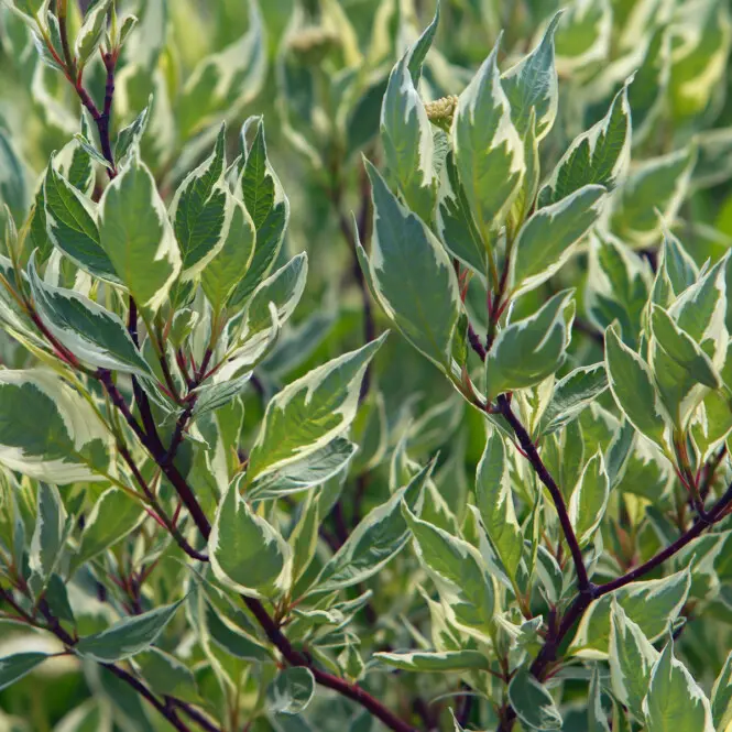 Siberi kontpuu 'Elegantissima' C7,5/80-100cm