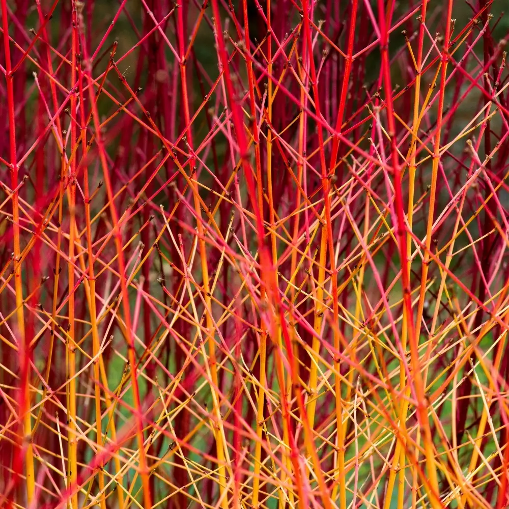 Verev kontpuu 'Midwinter Fire' C5/60-100cm