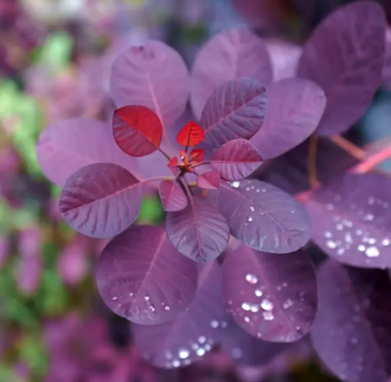 Harilik parukapuu 'Royal Purple' C5/30-40cm
