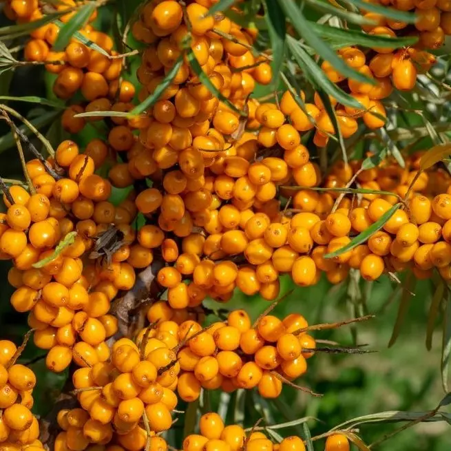 Harilik astelpaju 'Orange Energy' C5/40-60