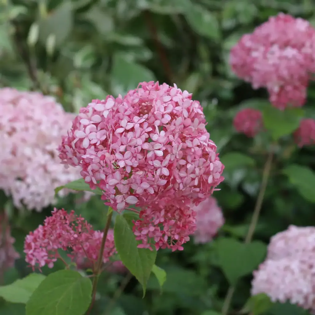 Puishortensia 'Pink Annabelle' P23/80cm