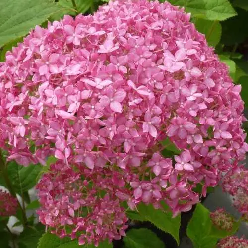 Puishortensia 'Ruby Annabelle' C3/40cm