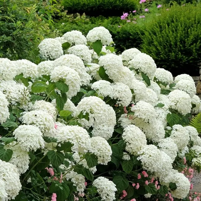 Puishortensia 'Strong Annabelle' C3/40cm