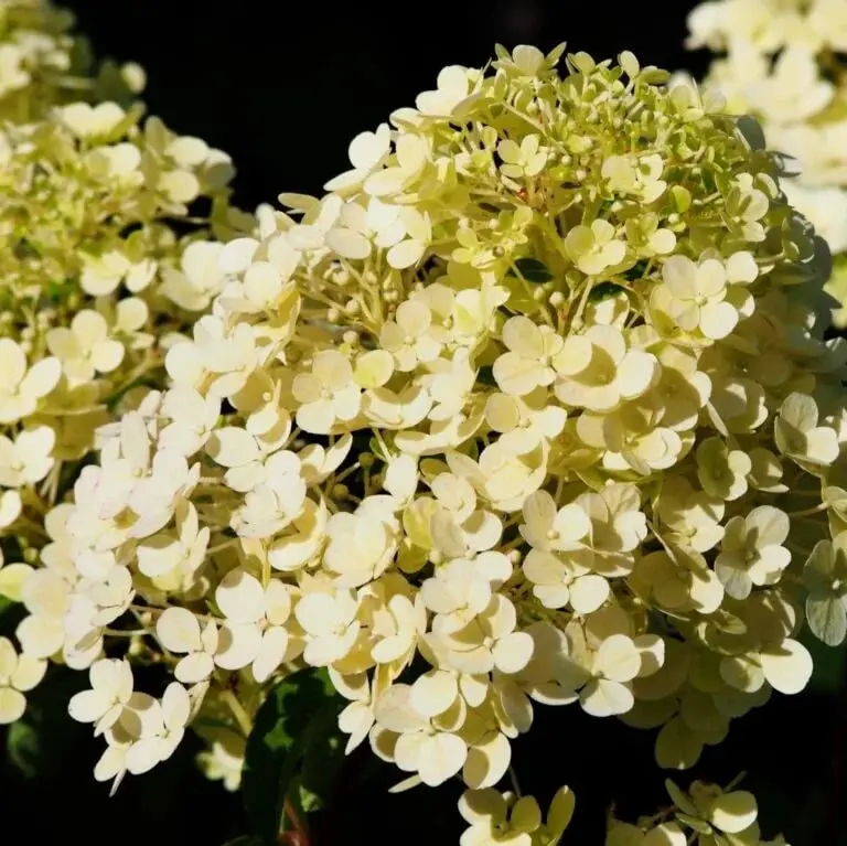 Aedhortensia 'Bobo' P23/70cm