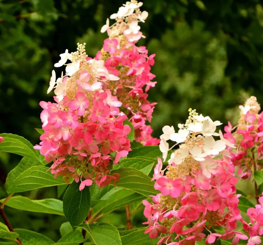 Aedhortensia 'Pinky Winky' P23/80cm 