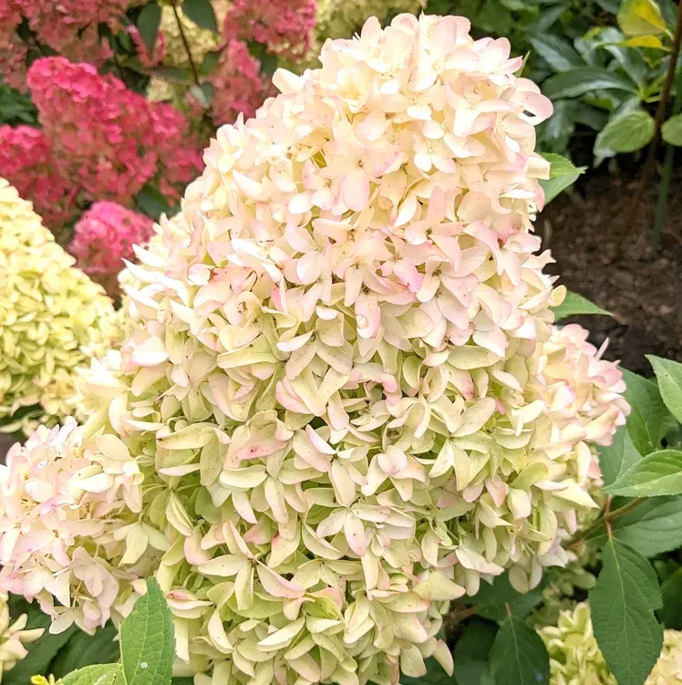 Aedhortensia 'Skyfall' P23/80cm
