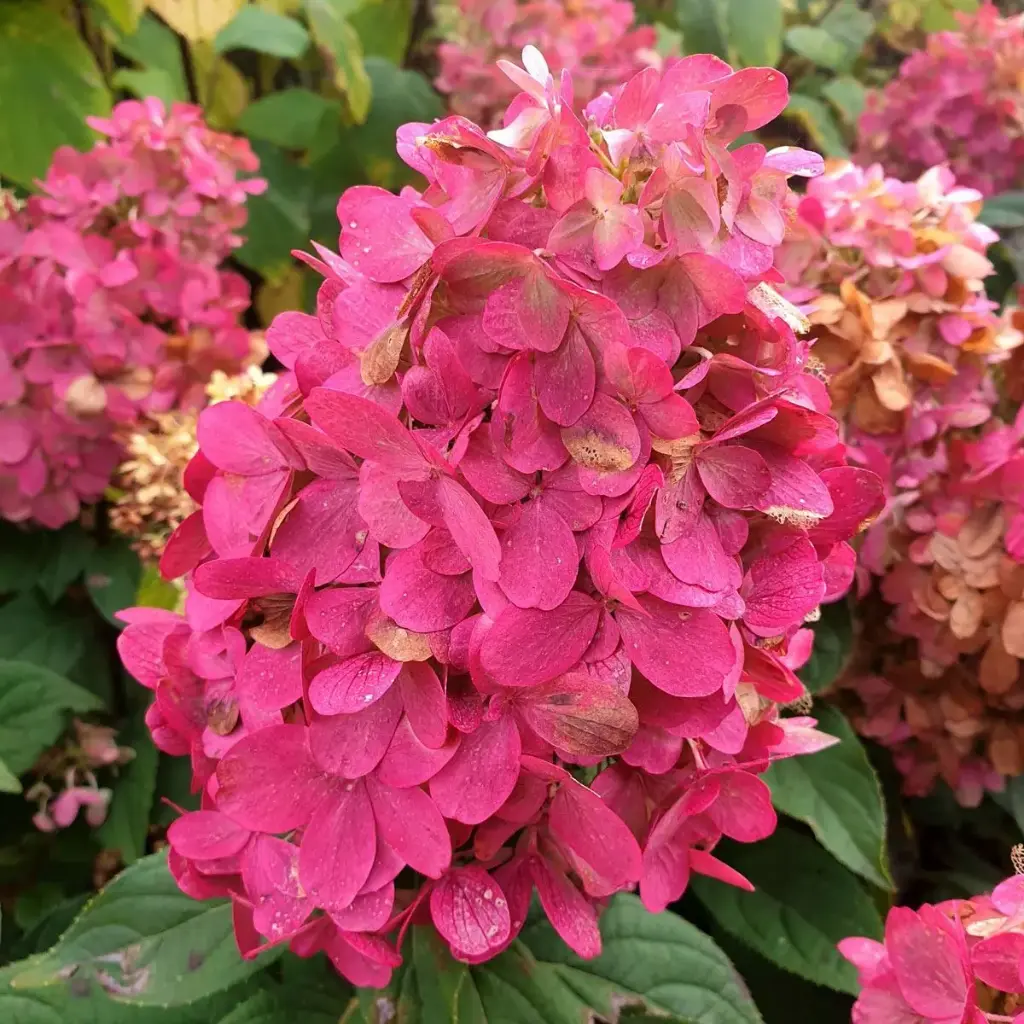 Aedhortensia 'Bonfire' C4,6/40-60cm