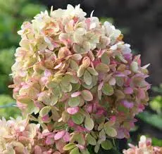 Aedhortensia 'Pinklight'® C4,6/40-60cm  