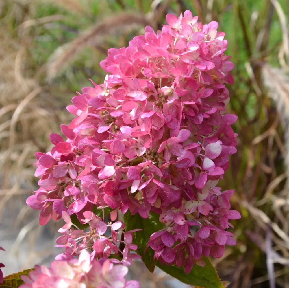 Aedhortensia 'Redlight'® C4,6/40-60cm