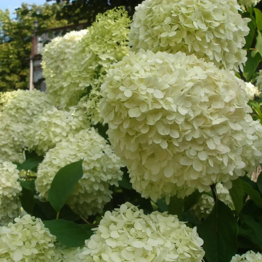 Aedhortensia 'Whitelight'® C4,6/40-60cm