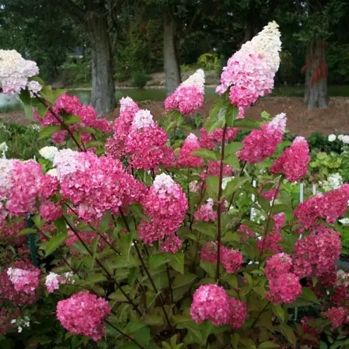 Aedhortensia 'Fraise Melba' C5/40-60cm