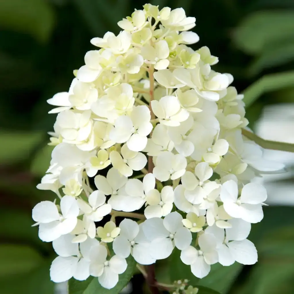 Aedhortensia 'Phantom' C5/40-60cm