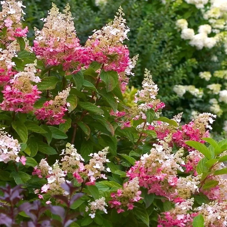 Aedhortensia 'Pink Diamond' C5/40-60cm