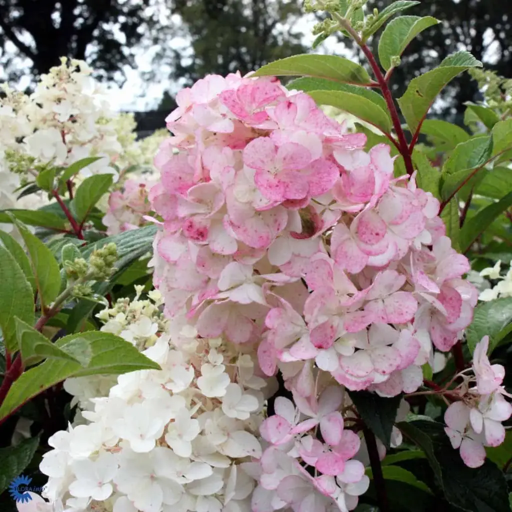 Aedhortensia 'Pink Lady'  C5/40-60cm