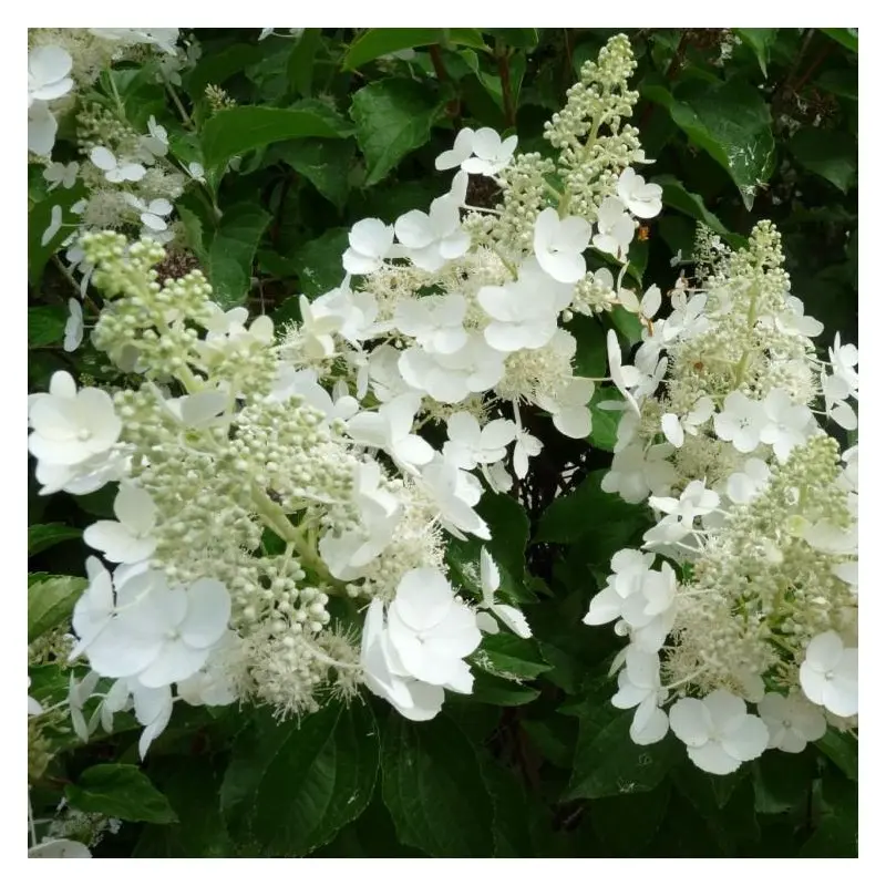 Aedhortensia 'White Lady' C5/40-60cm