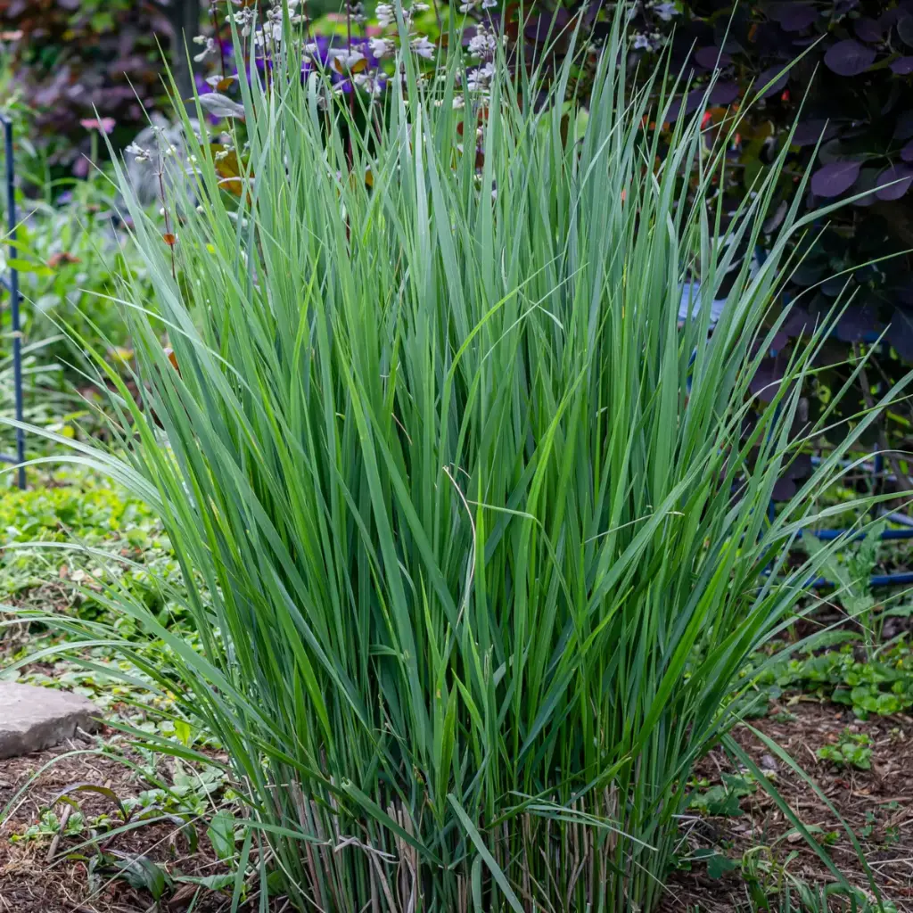 Vitshirss 'Northwind' C5/40cm