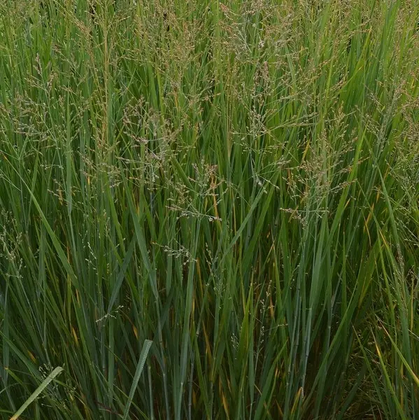 Vitshirss 'Prairie Sky' 
C5/40cm