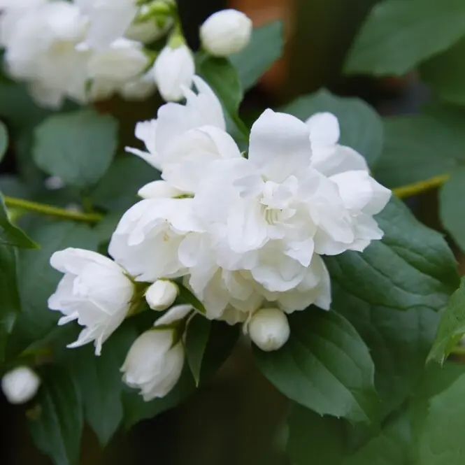 Ebajasmiin 'Snowbelle' C4,6/50-60cm