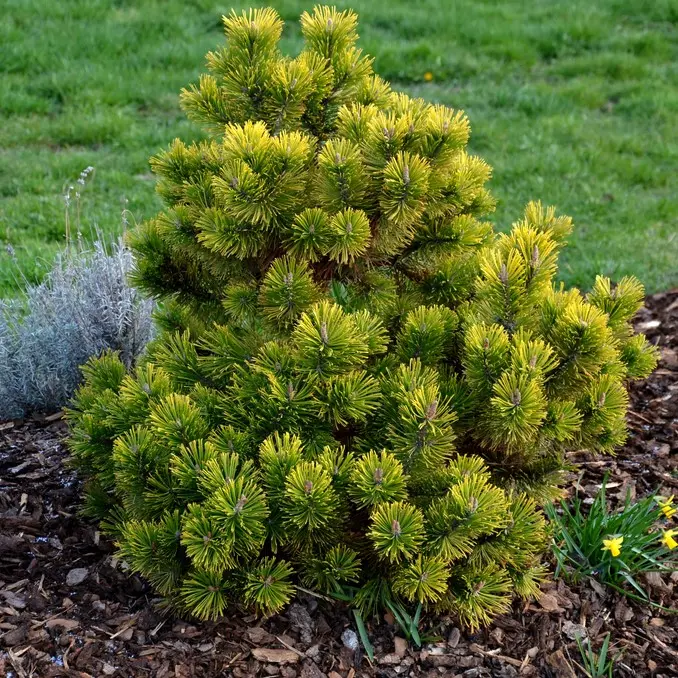 Mägimänd 'Winter Gold' MP/50-60cm