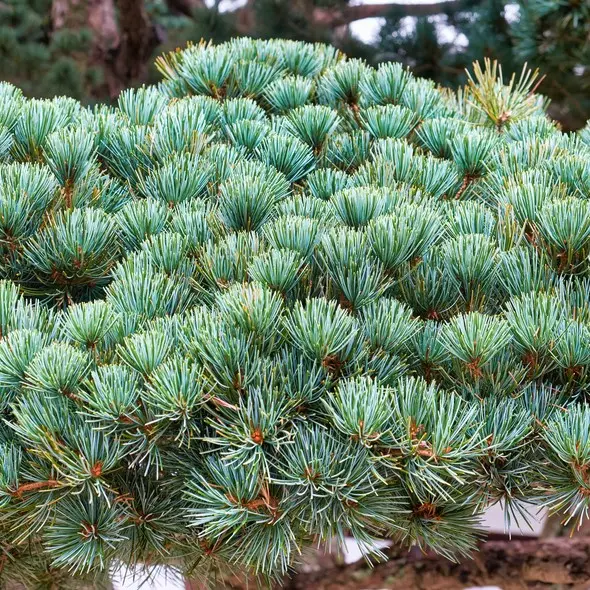 Jaapani mänd  'Negishi' MP/60-70cm