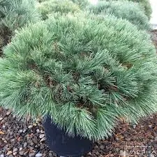 Valge mänd 'Blue Shag' C10/30-40cm

