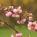 Peensaagjas kirsipuu 'Kiku-shidare-zakura' tüvi C5/120cm