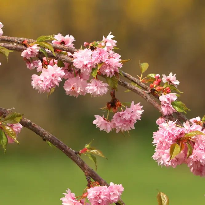 Peensaagjas kirsipuu 'Kiku-shidare-zakura' tüvi C15/125cm