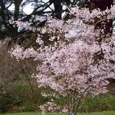 Longus kirsipuu 'Autumnalis Rosea' C20/120cm