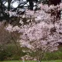 Longus kirsipuu 'Autumnalis Rosea' C20/120cm