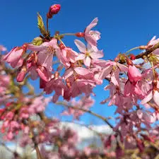 Longus kirsipuu 'Pendula Rubra' 
tüvi C5/120cm