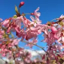 Longus kirsipuu 'Pendula Rubra' 
tüvi C5/120cm