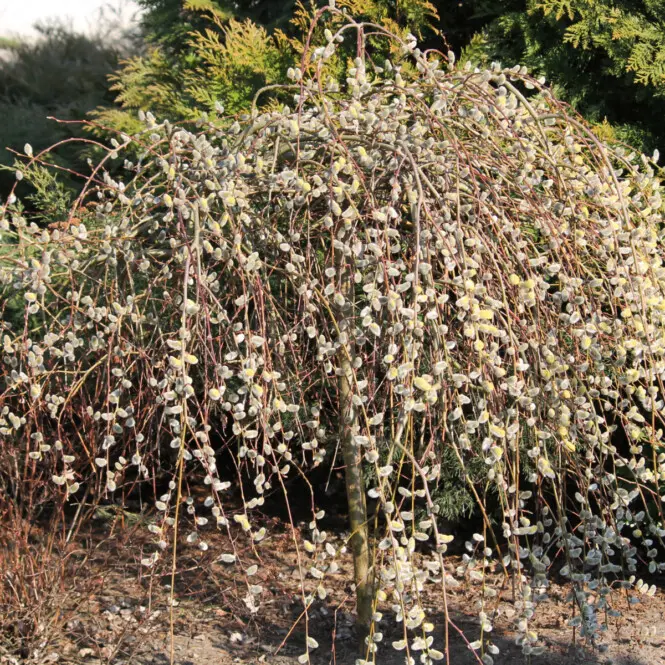 Raagremmelgas 'Pendula' tüvi C7,5/125cm