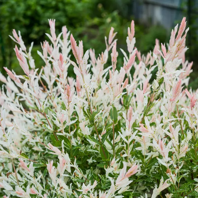 Terveservaline paju 'Hakuro Nishiki' C5/40-60cm