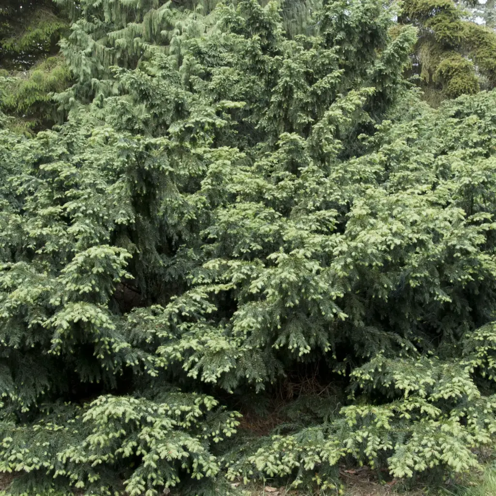 Harilik jugapuu  'Repandens' P19/40cm