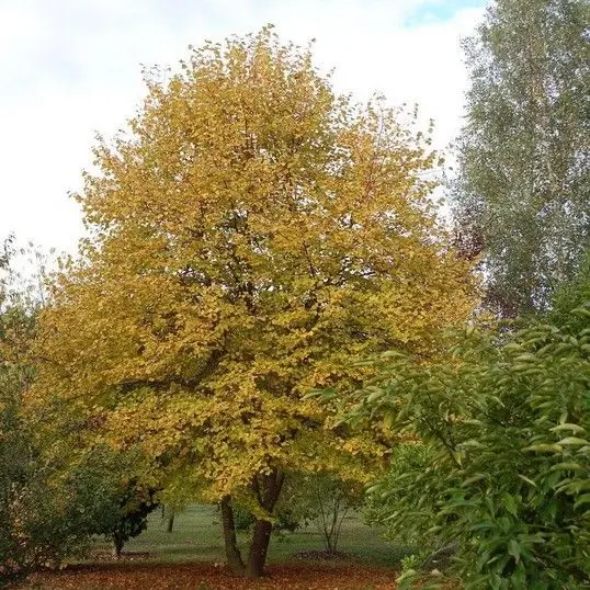 Harilik pärn  'Winter Orange' C7/80-100cm