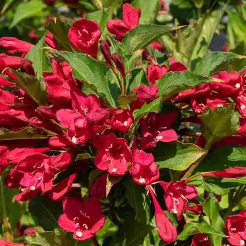 Kaunis veigela 'Cherry Love' P23/70cm