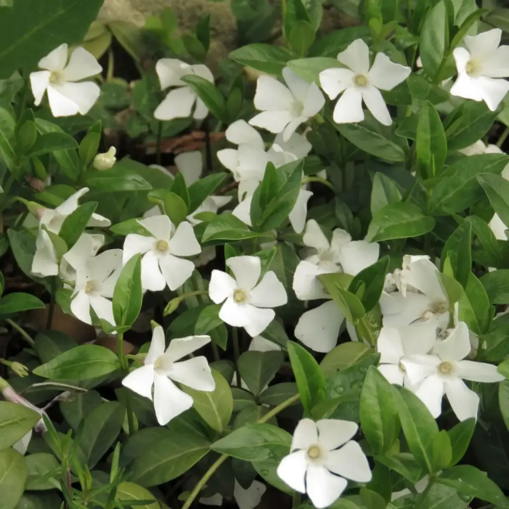 Väike igihali 'Alba' C1,5/15-20cm