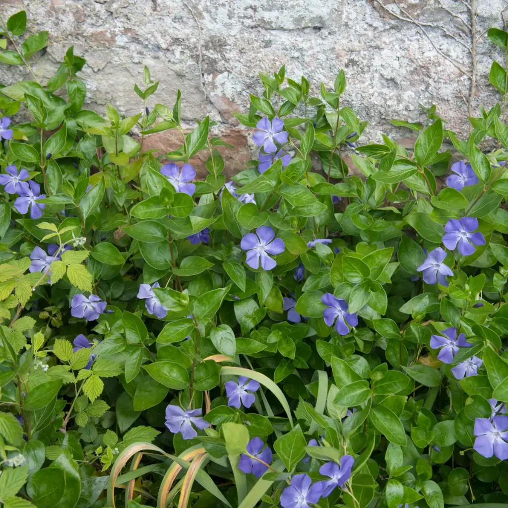 Väike igihali 'Bowles' C1,5/15-20cm