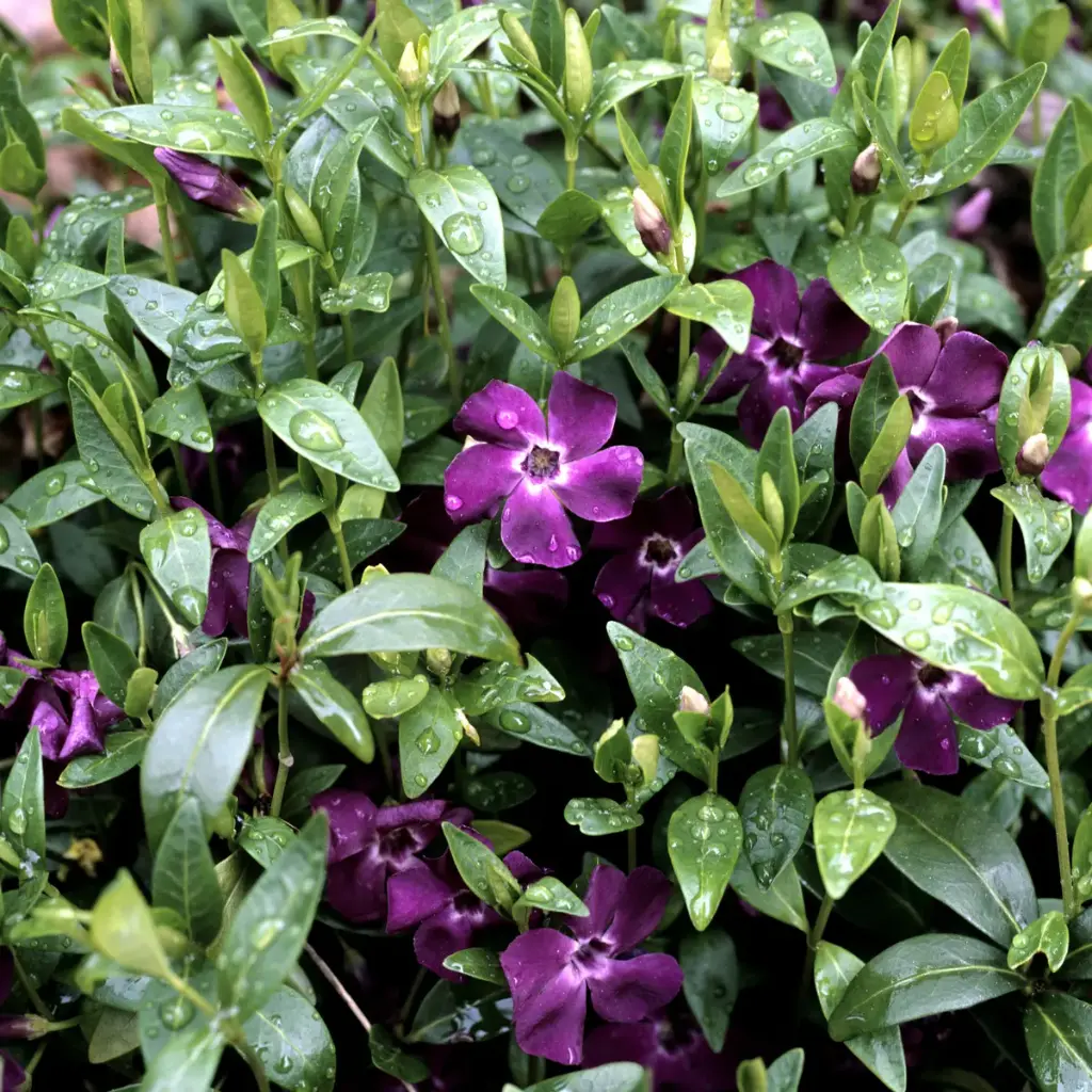Väike igihali 'Rubra' C1,5/15-20cm
